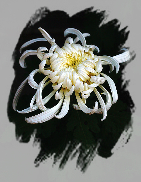 开封一枝花