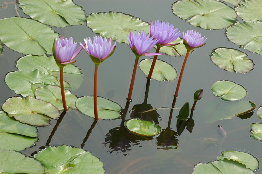 厍房四枝花