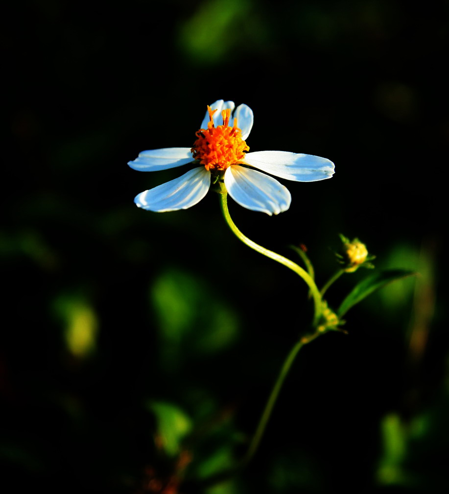 木瓜