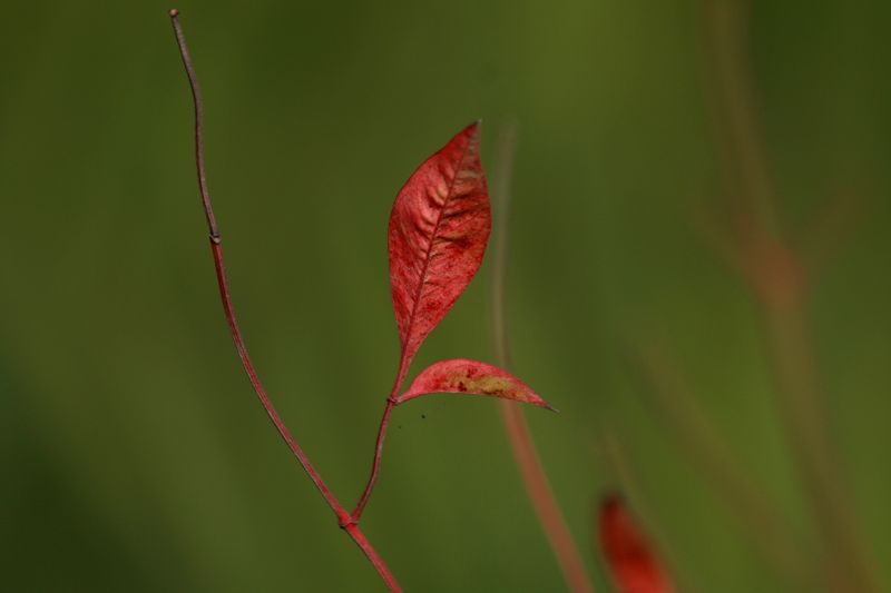 秋