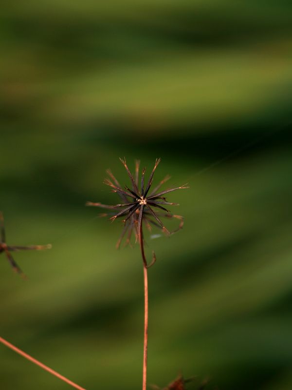 秋
