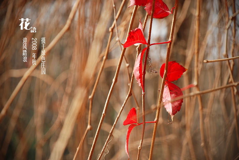 花语