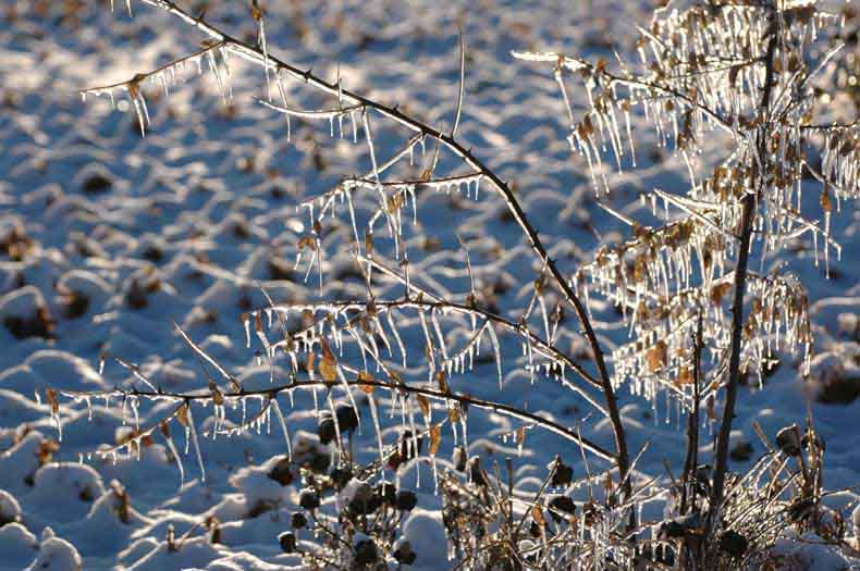 2008年的第一场雪