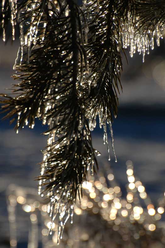 2008年的第一场雪
