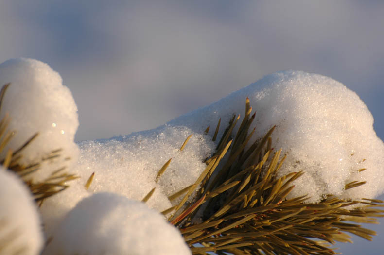 2008年的第一场雪