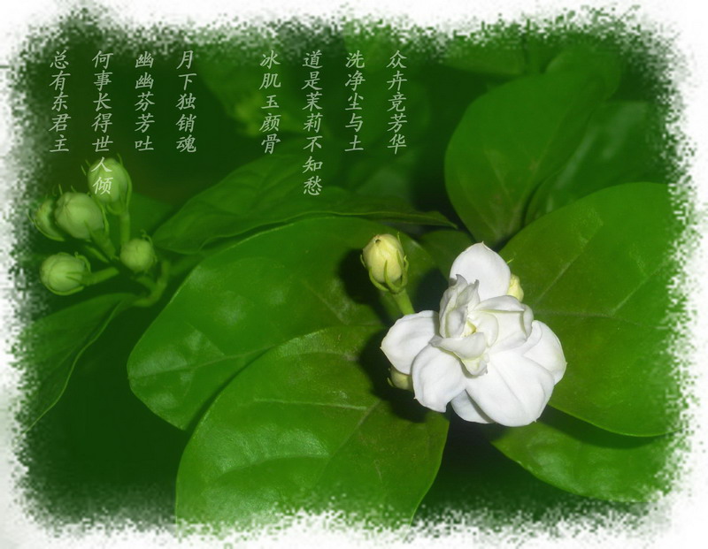 茉莉花开