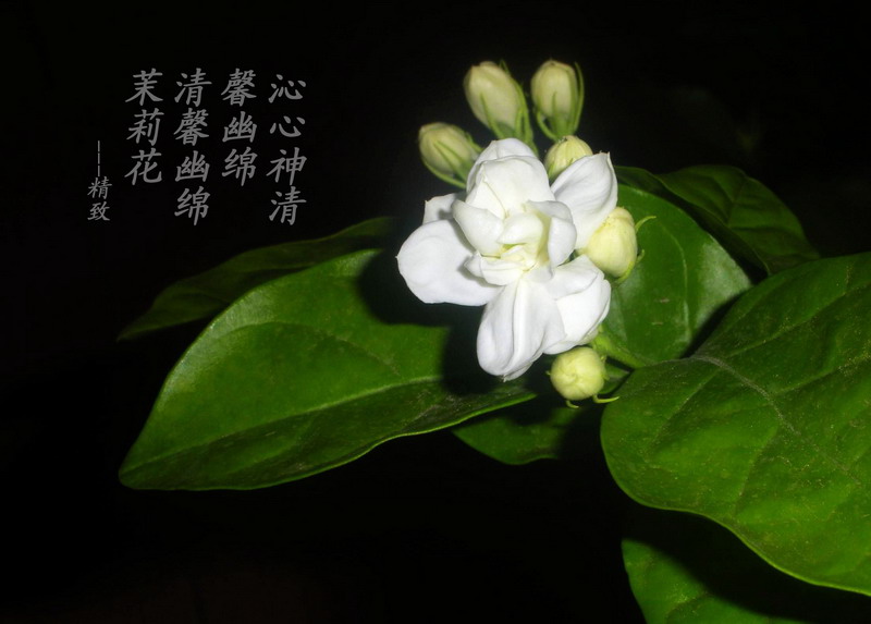 茉莉花开