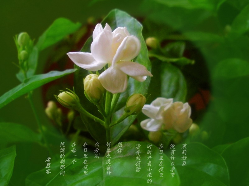 茉莉花开