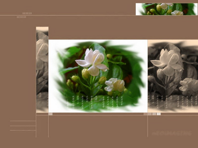 茉莉花开