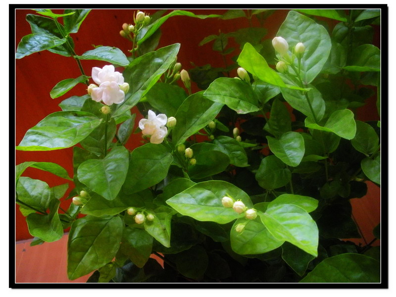 茉莉花开