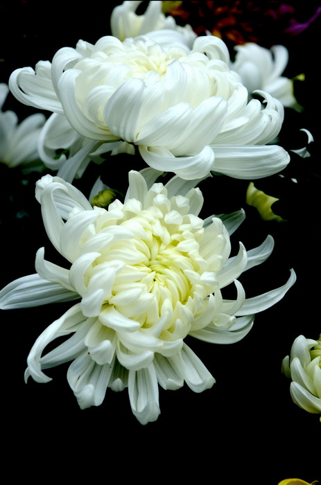 [原创]戚城景区菊花香