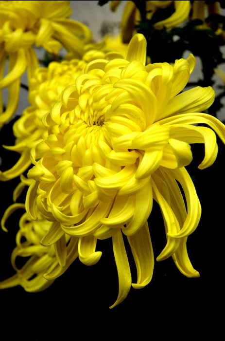 [原创]戚城景区菊花香