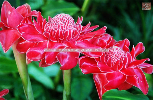 三亚热带花卉