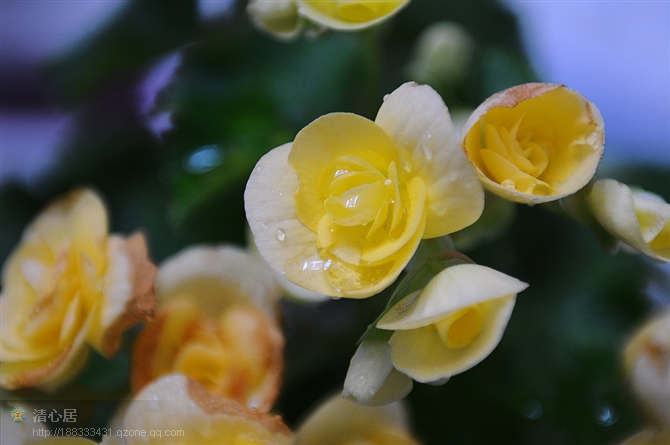 海棠和菊