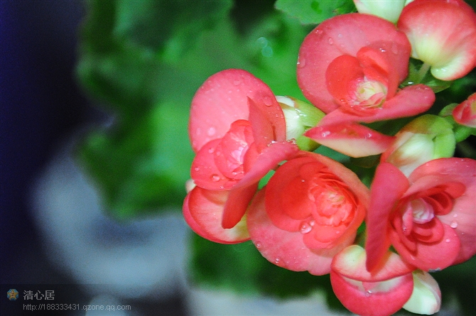 海棠和菊