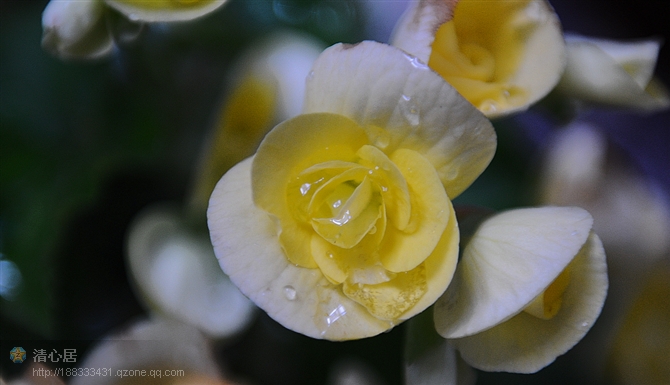 海棠和菊