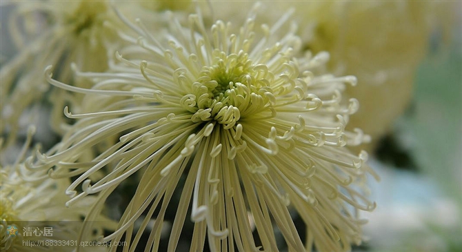 海棠和菊