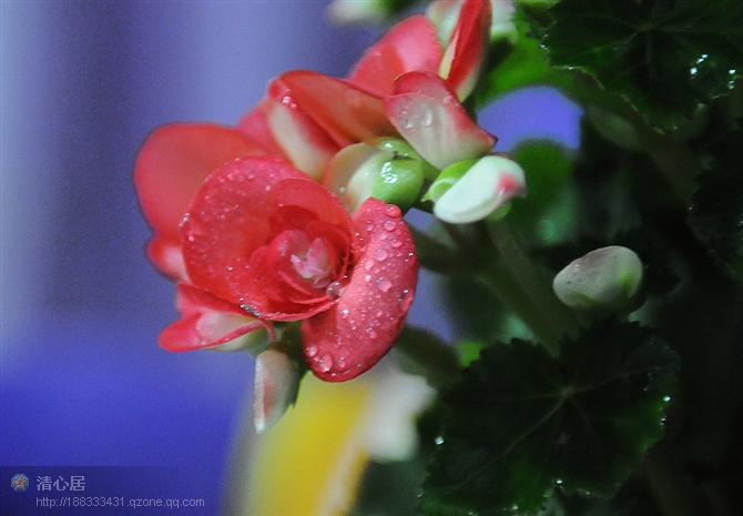 海棠和菊
