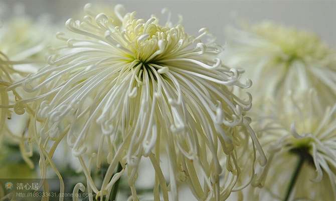 海棠和菊