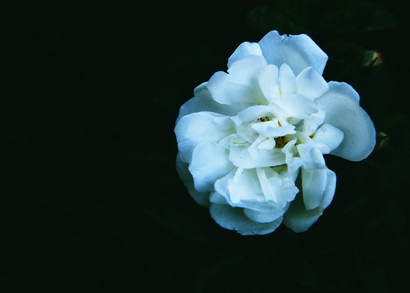 小花