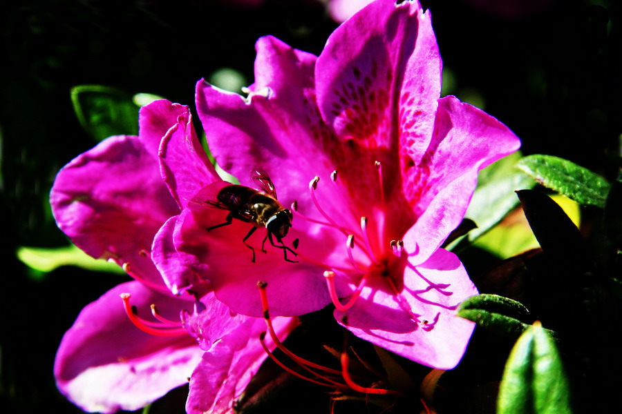 小花