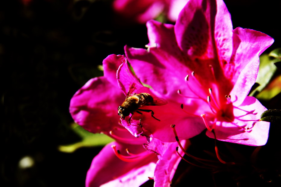 小花