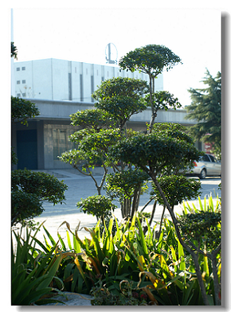 油城街景