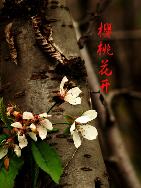 樱桃花开