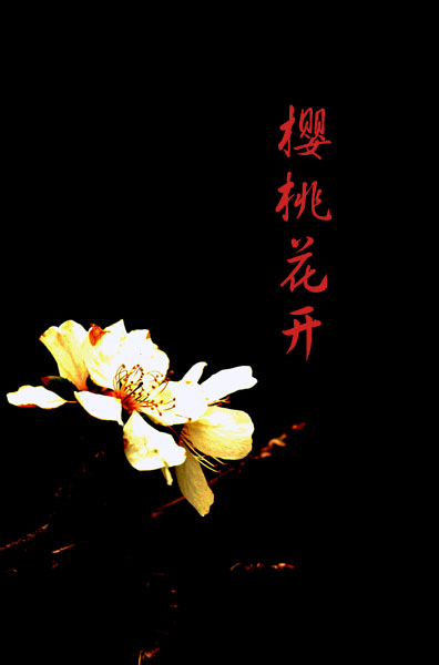 樱桃花开