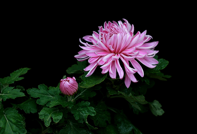 菊花