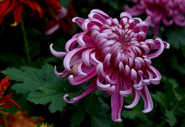 菊花