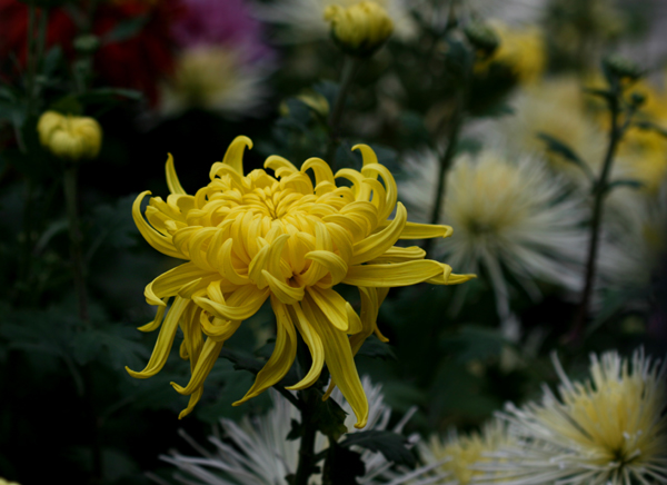 菊花