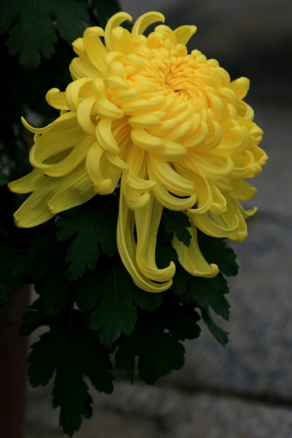 菊花