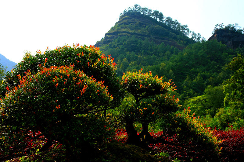 武夷山风光