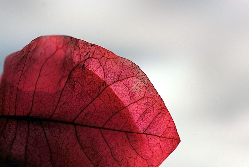 [原创]微距三角梅