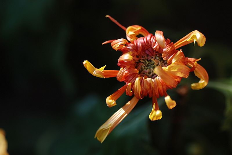 [原创]几朵菊花