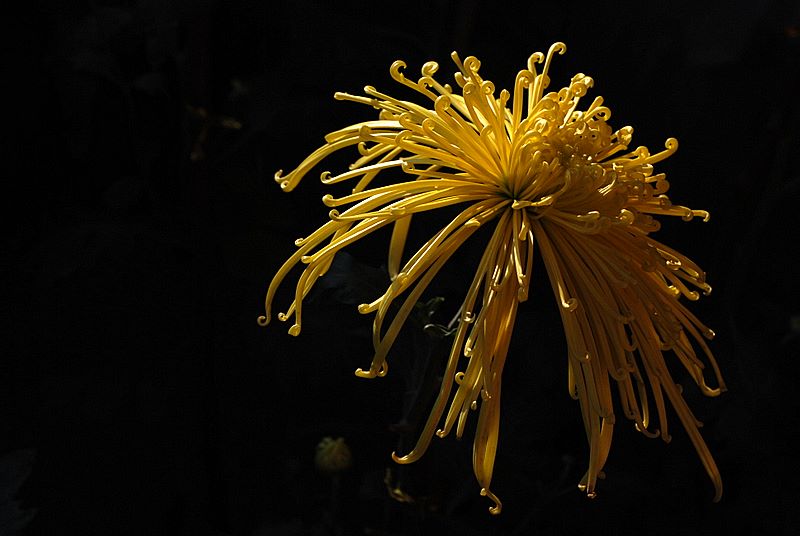 [原创]几朵菊花