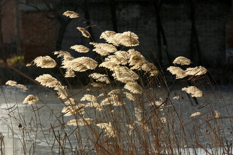 芦花