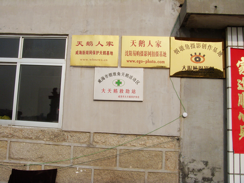 来俺山东拍天鹅