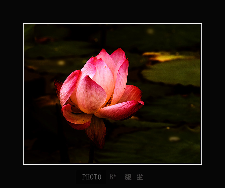 糖水荷