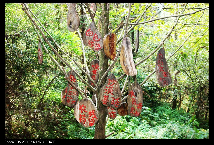 "生命树"