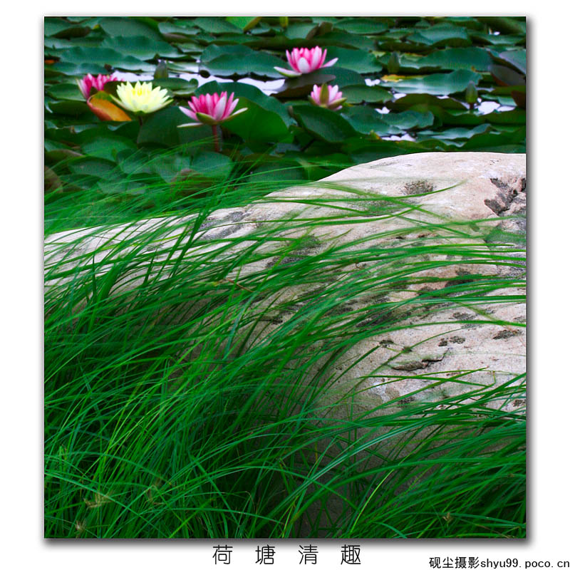 荷塘清趣