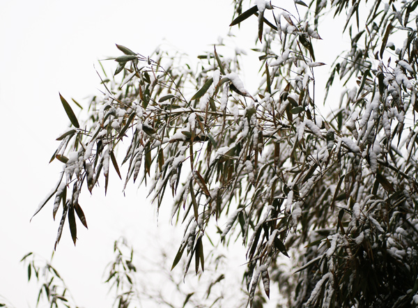 [原创]雪景一组