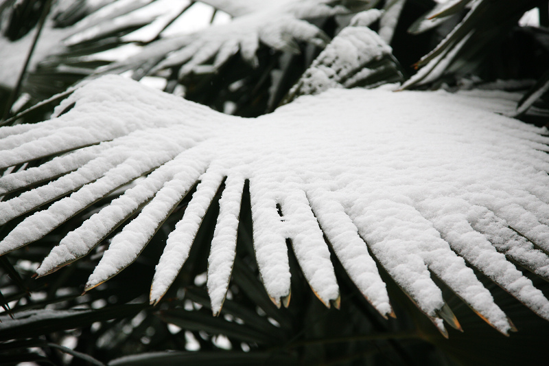 真的下雪了