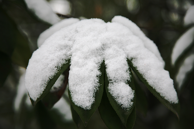 真的下雪了