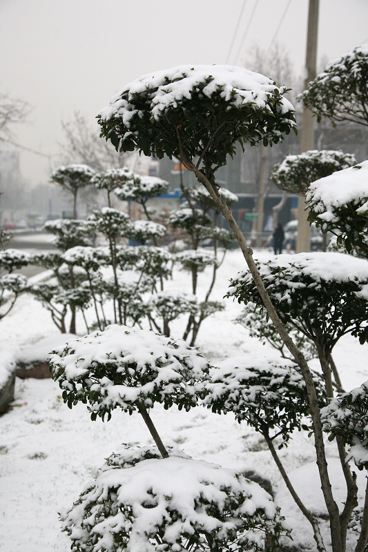 真的下雪了