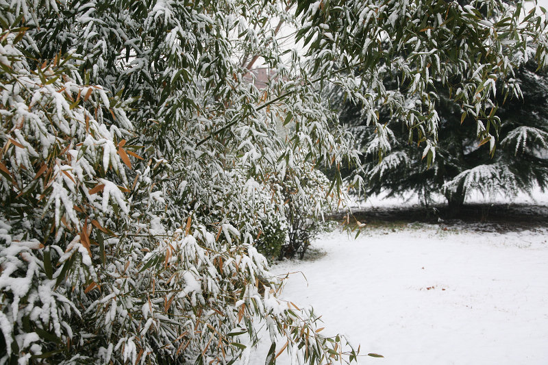 真的下雪了