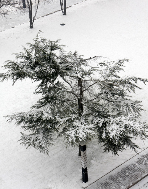 真的下雪了