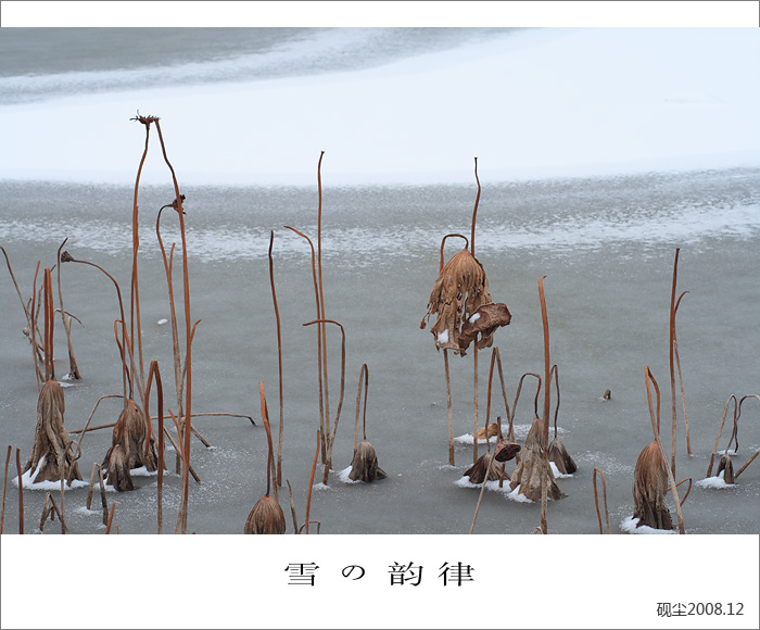 雪韵情殇