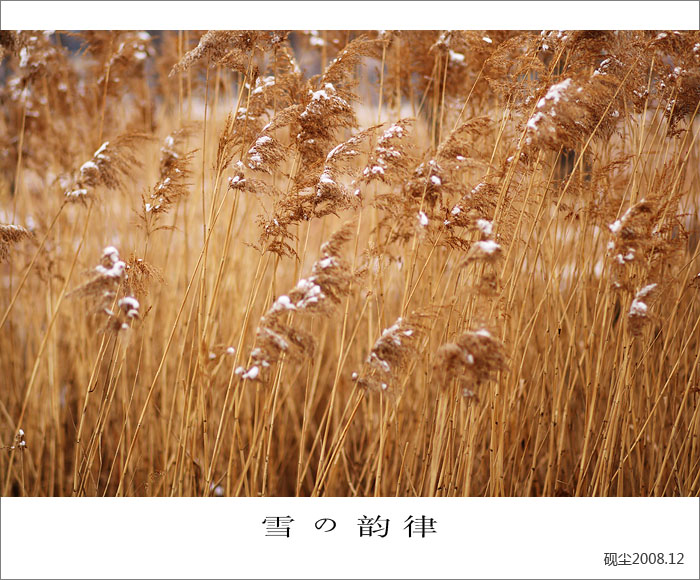雪韵情殇
